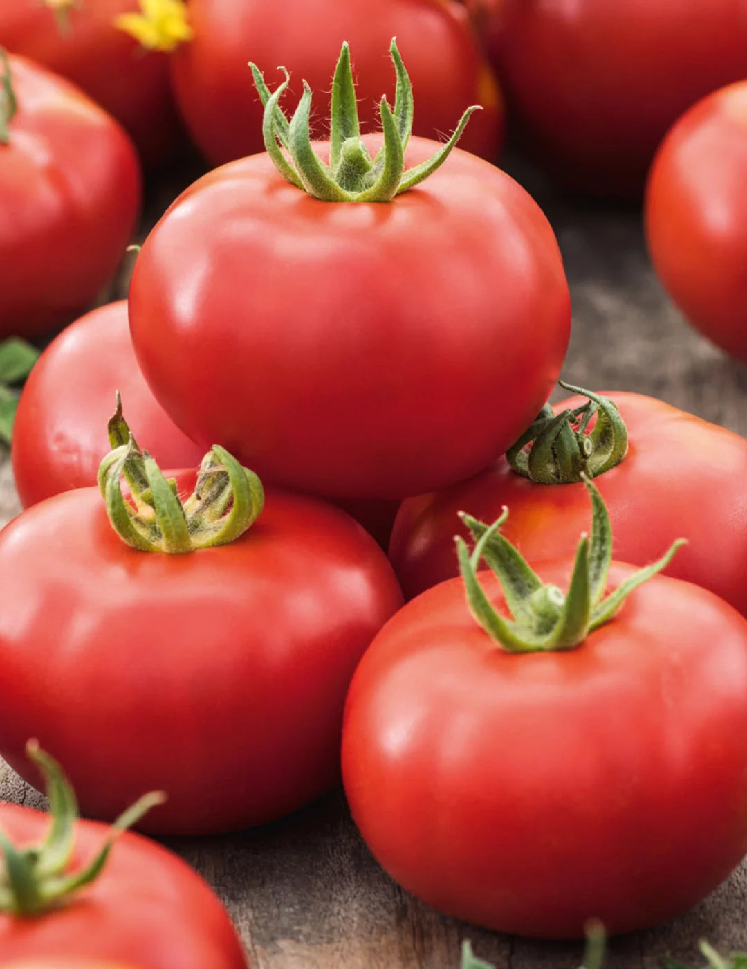 Solanum Lycopersicum (Grosse Lisse Tomato)