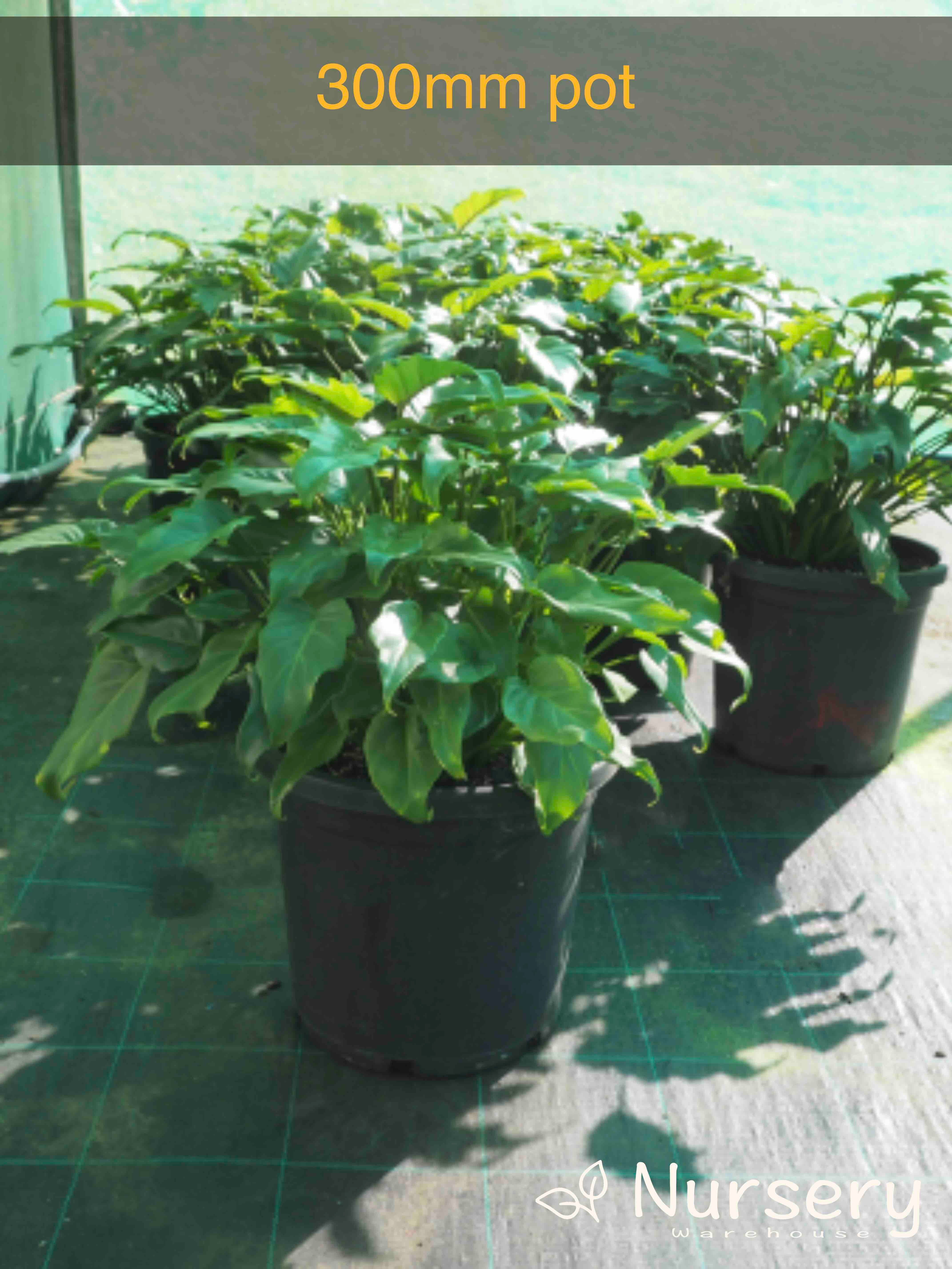 Philodendron Xanadu (Xanadu Philodendron)