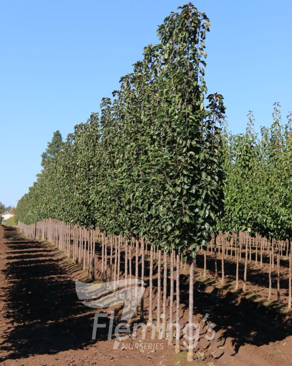 Pyrus calleryana × pyrifolia ‘NCPX1’ Javelin® (Javelin Ornamental Pear)