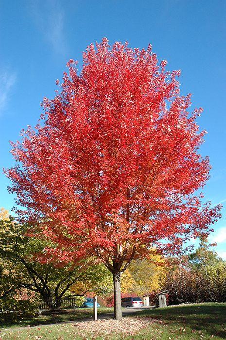 Acer × Freemanii ‘Jeffersred’ Autumn Blaze® (Autumn Blaze Freeman Maple)