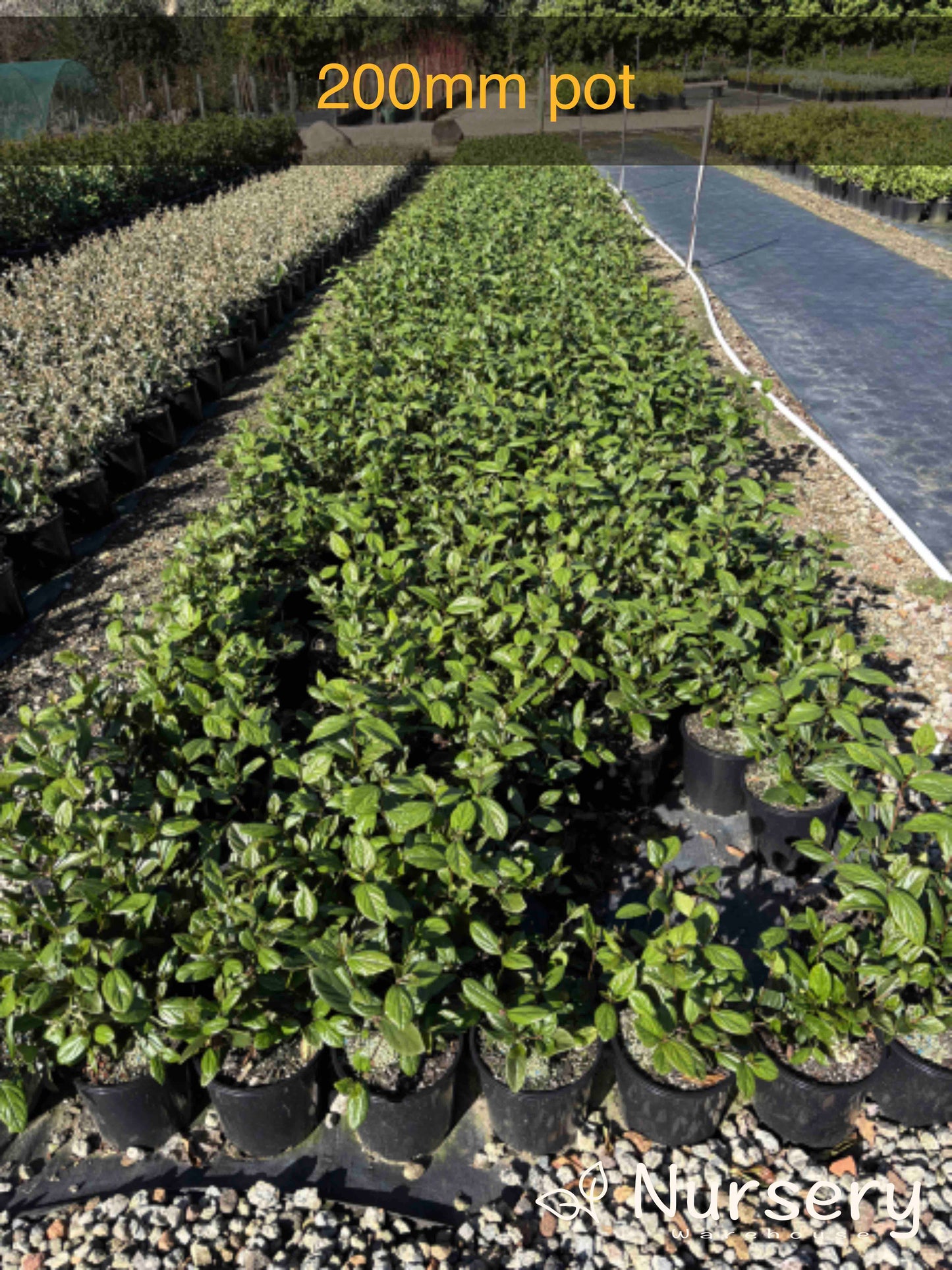 Viburnum suspensum (Sandankwa Viburnum)