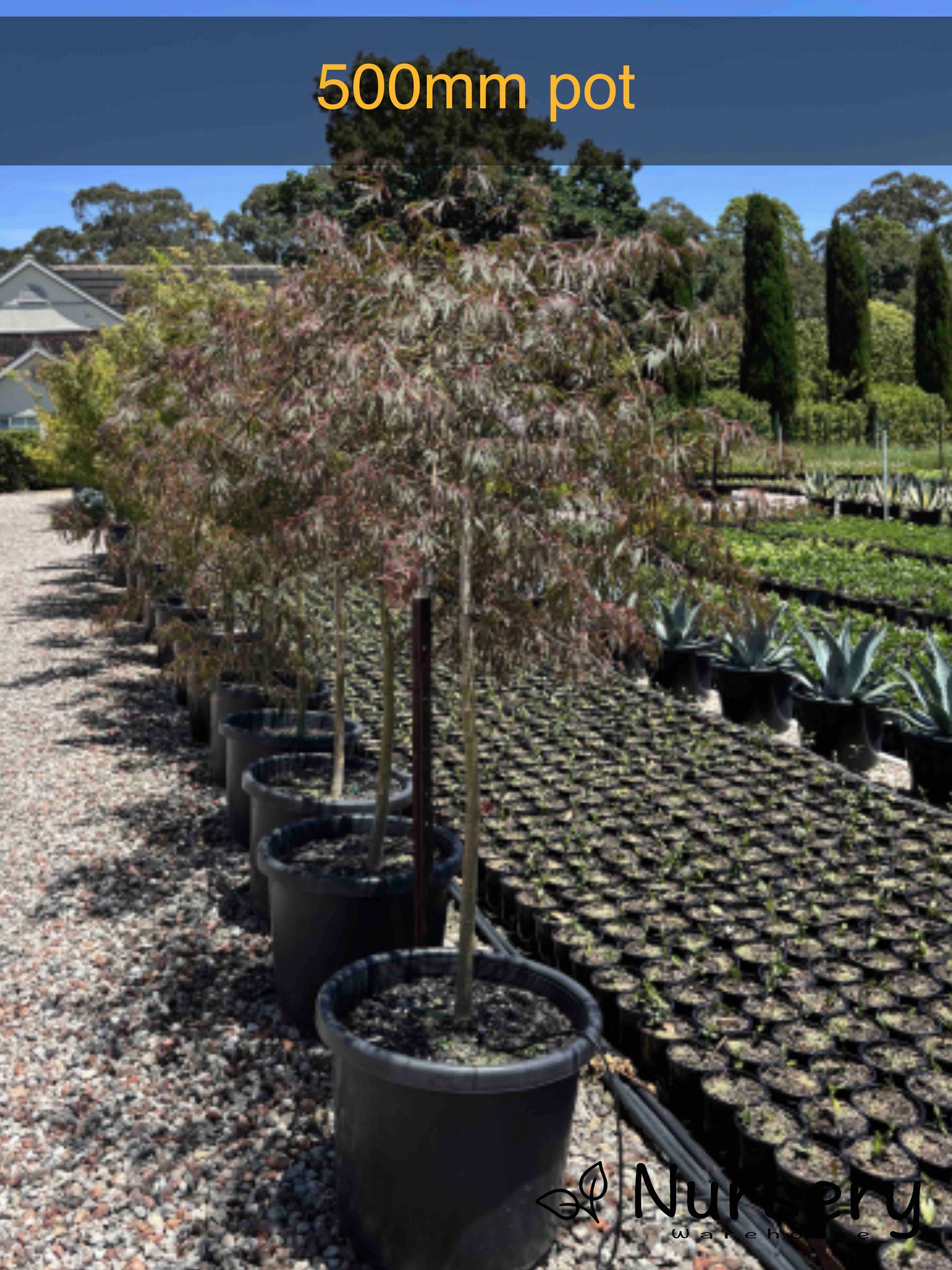 Acer Palmatum Dissectum 'Inaba Shidare' (weeping)