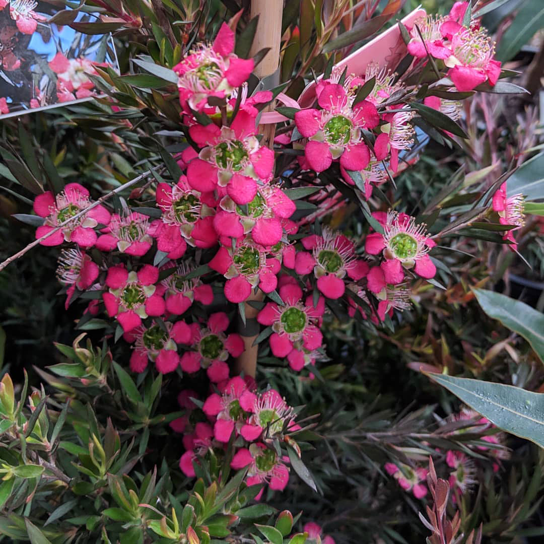 Leptospermum ‘Rudolph’ (Rudolph Tea Tree)