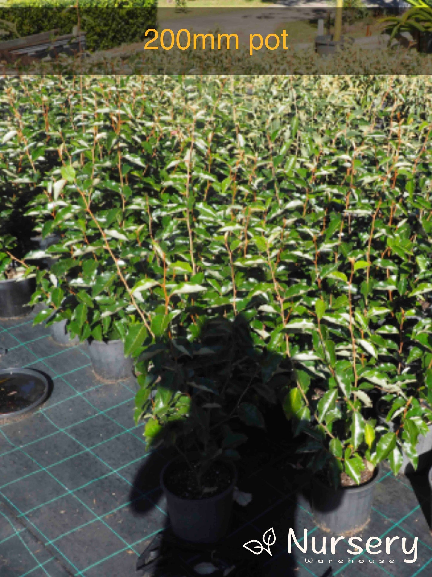 Elaeagnus Macrophylla (Large-Leaved Oleaster)