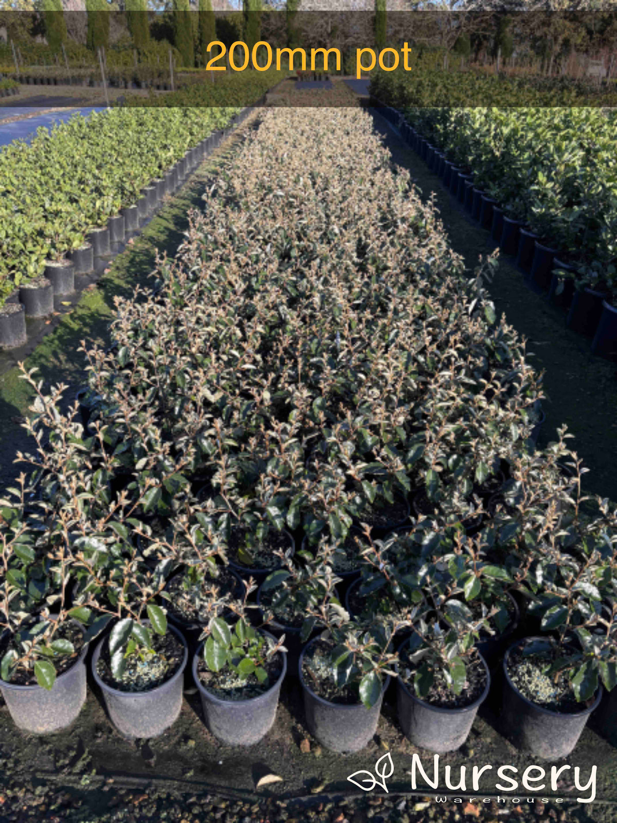 Large-Leaved Oleaster – Hardy Evergreen with Silver Foliage | Nursery ...