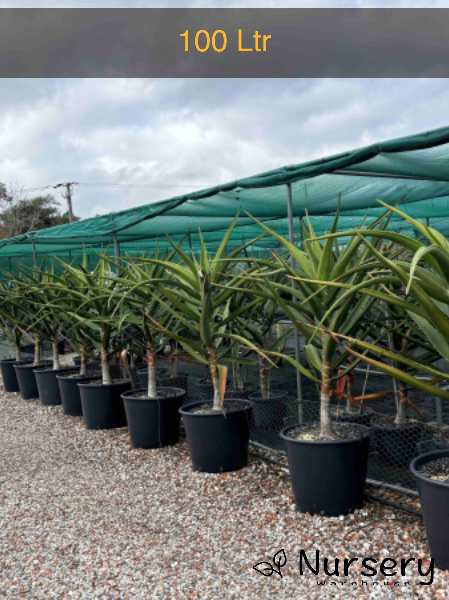 Aloidendron Barberae (Tree Aloe)