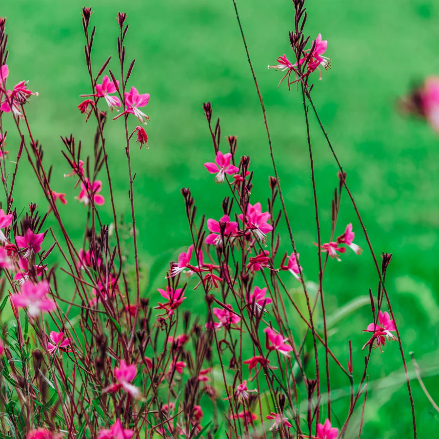 Gaura lindheimeri ‘Steffi™ Dark Rose’ (Bee Blossom)