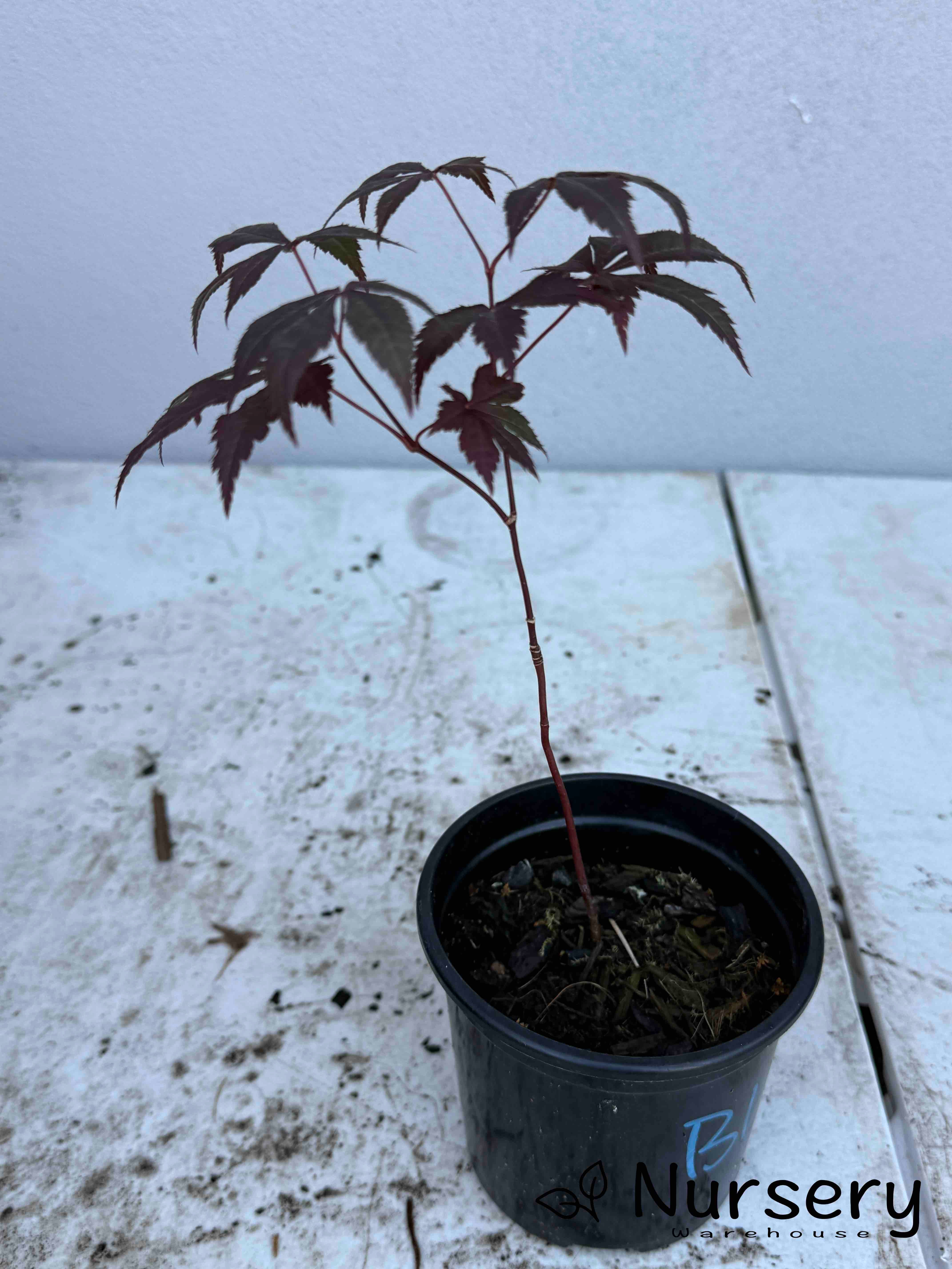 Acer Palmatum 'Bloodgood Japanese Maple Seedling'