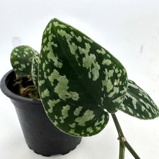 Scindapsus pictus ‘Tricolour’ – Satin Pothos