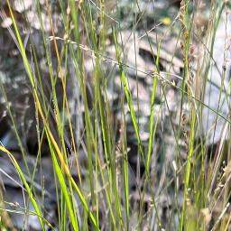Panicum simile (Two Colour Panic)