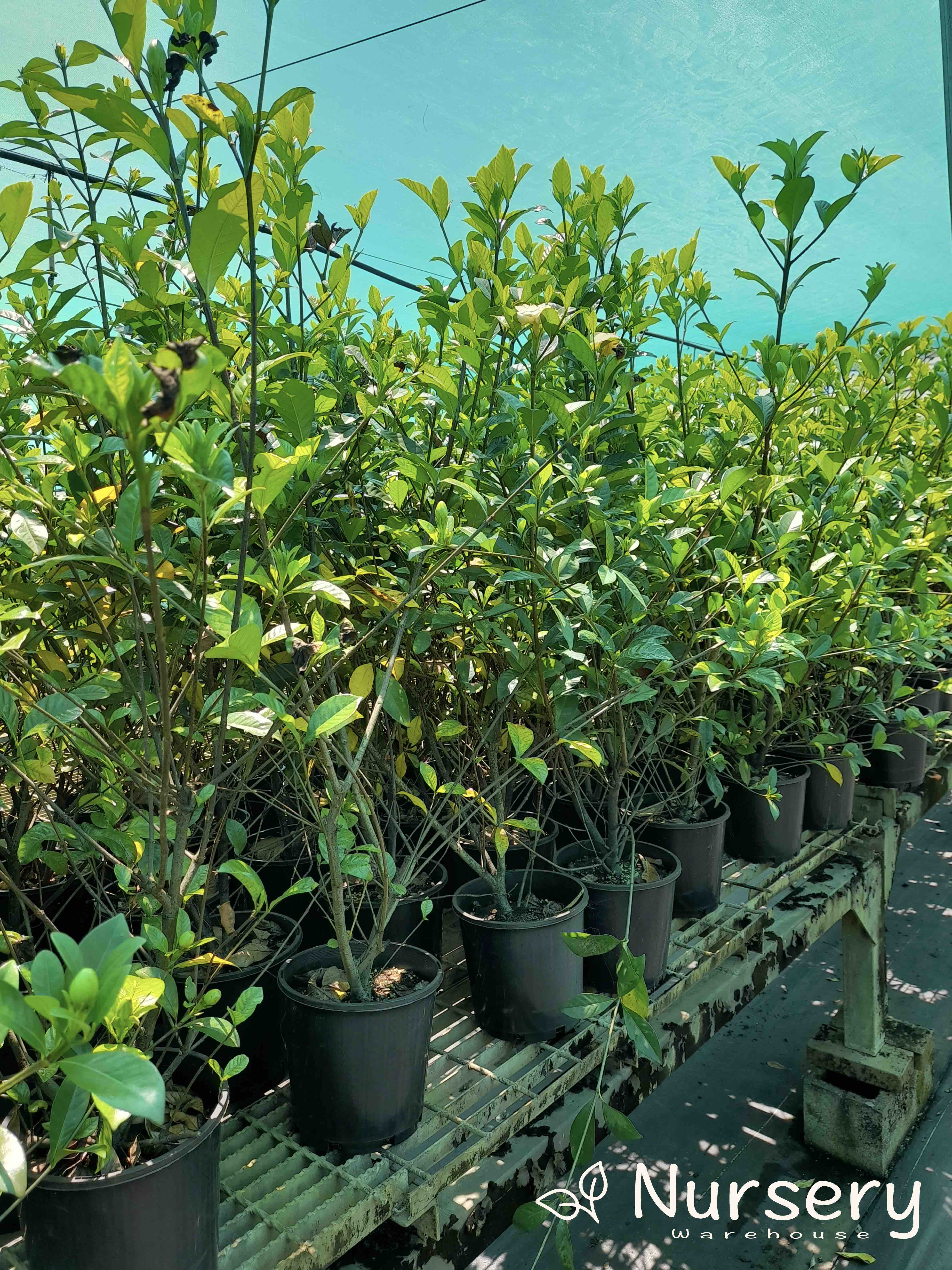 Gardenia 'Magnifica' (Excess stock, end of batch, not uniform, tall 70cm+ height)