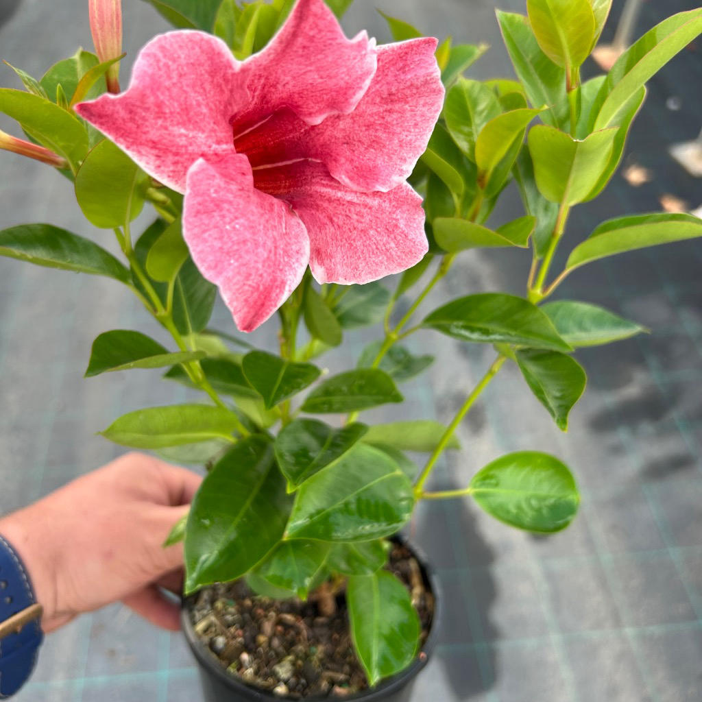 Mandevilla ‘Sun Parasol® Marvellous’ (Dipladenia / Mandevilla Vine)