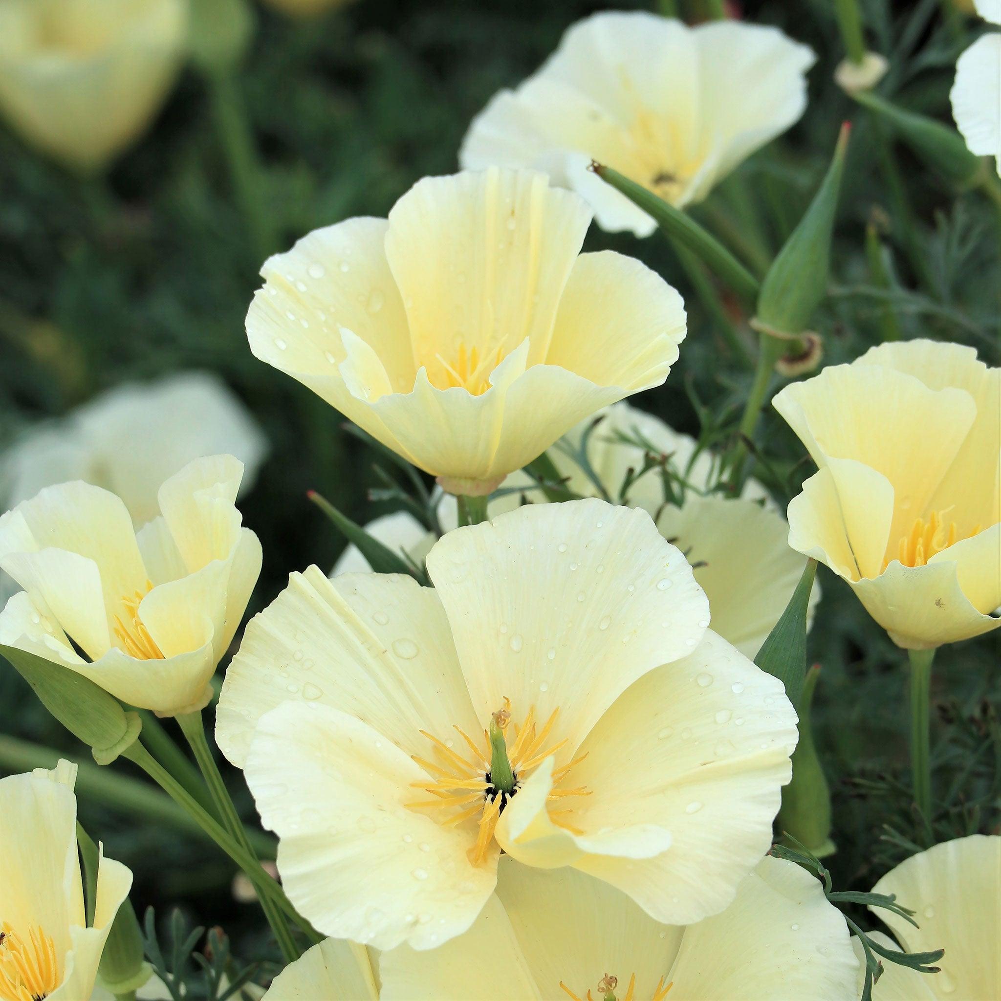 Eschscholzia Californica 'Lemon Drop' (California Poppy Lemon Drop)