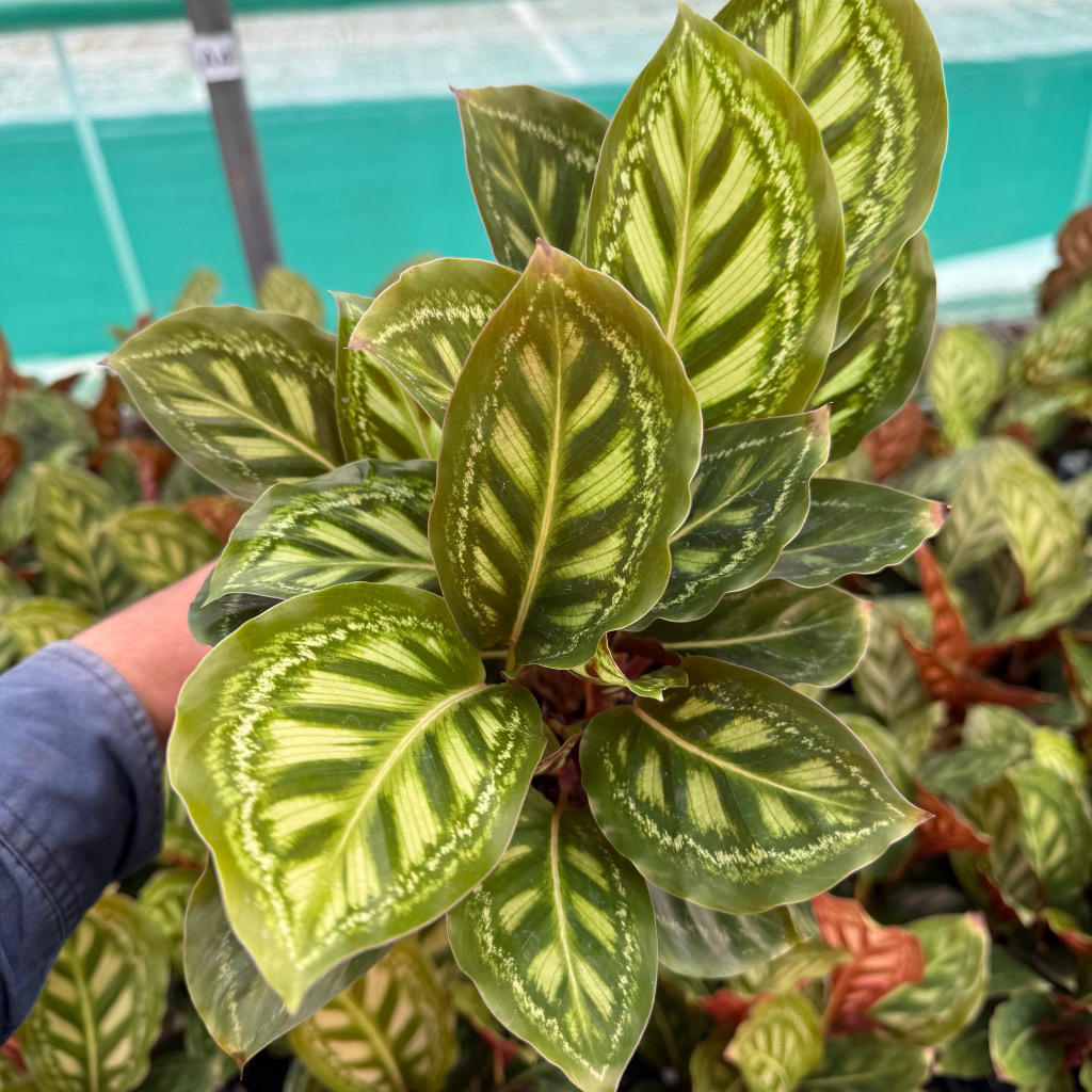 Calathea 'Flamestar' (Flamestar)