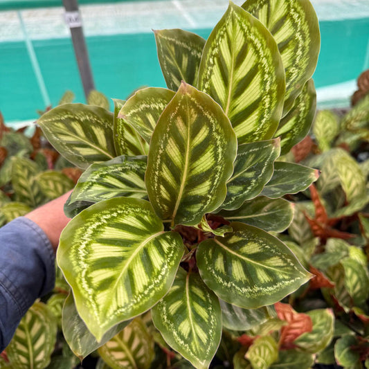 Calathea 'Flamestar' (Flamestar)