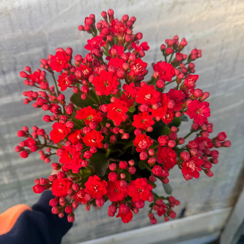 Kalanchoe ‘Calandiva Cher’ (Calandiva® Deco Kalanchoe)