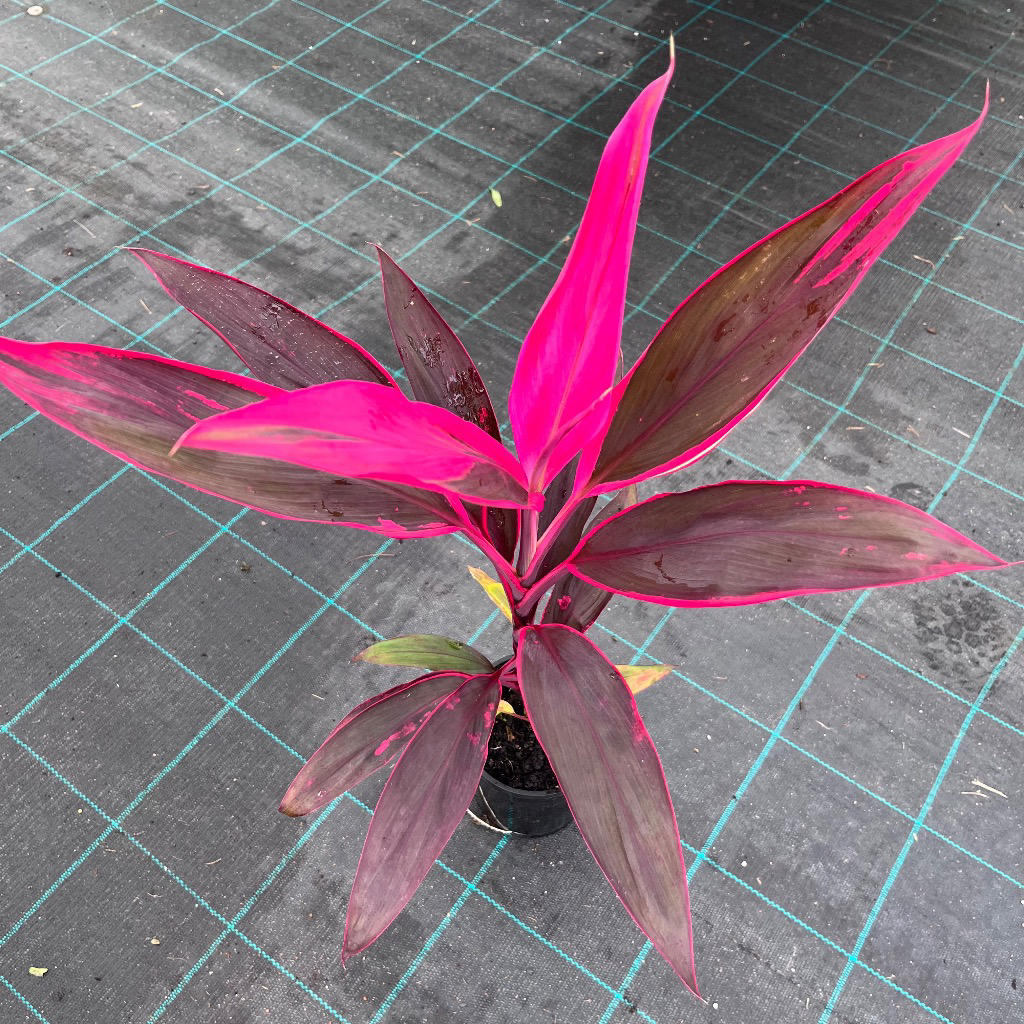 Cordyline Fruticosa (Ruby)