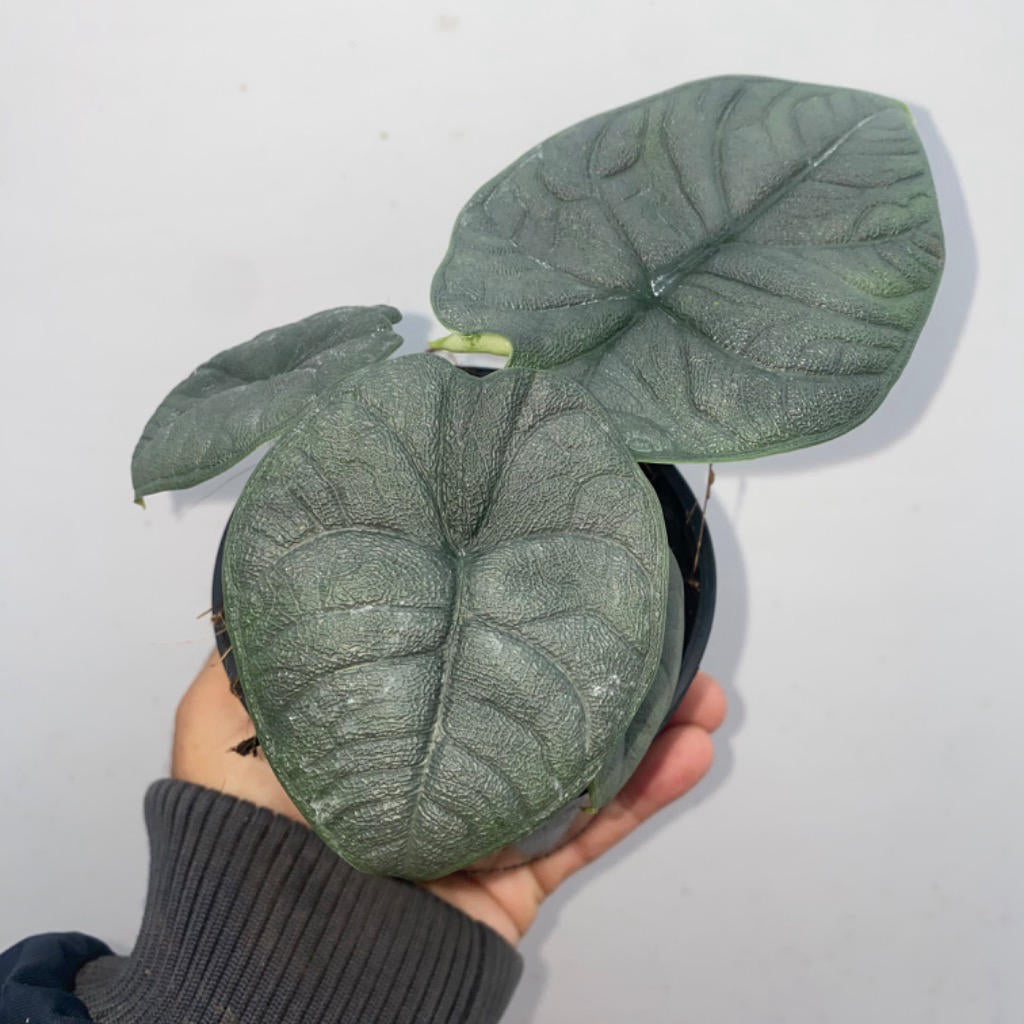 Alocasia melo (Alocasia rugosa / Jewel Alocasia)