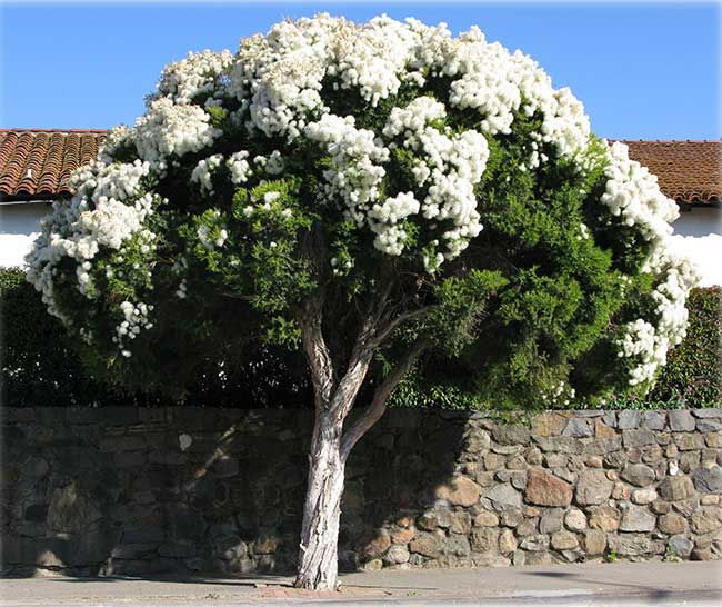 Melaleuca Linariifolia (Snow in Summer)
