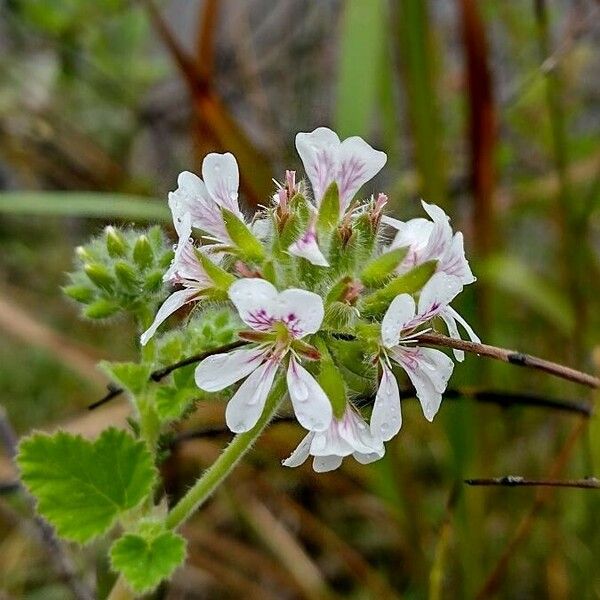 Pelargonium australe (Austral Storksbill)