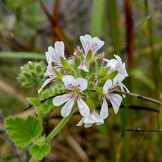 Pelargonium australe (Austral Storksbill)