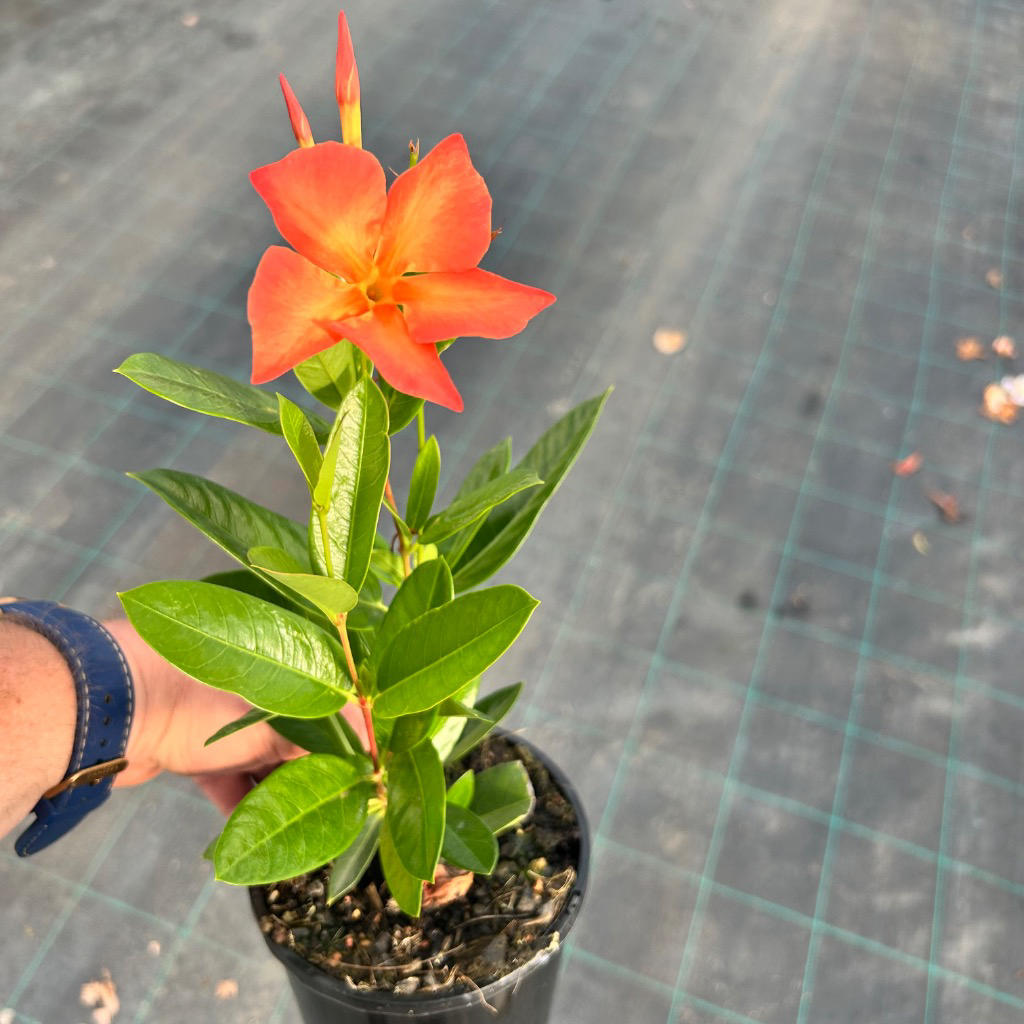 Mandevilla Sun Parasol® ‘Fired Up Orange’