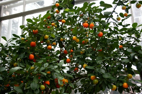 Citrus × microcarpa – Calamondin Orange Grafted