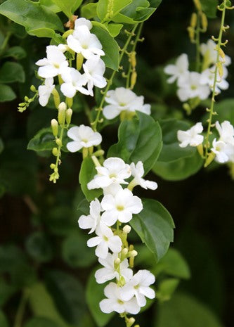 Duranta erecta Alba (White Sky Flower)