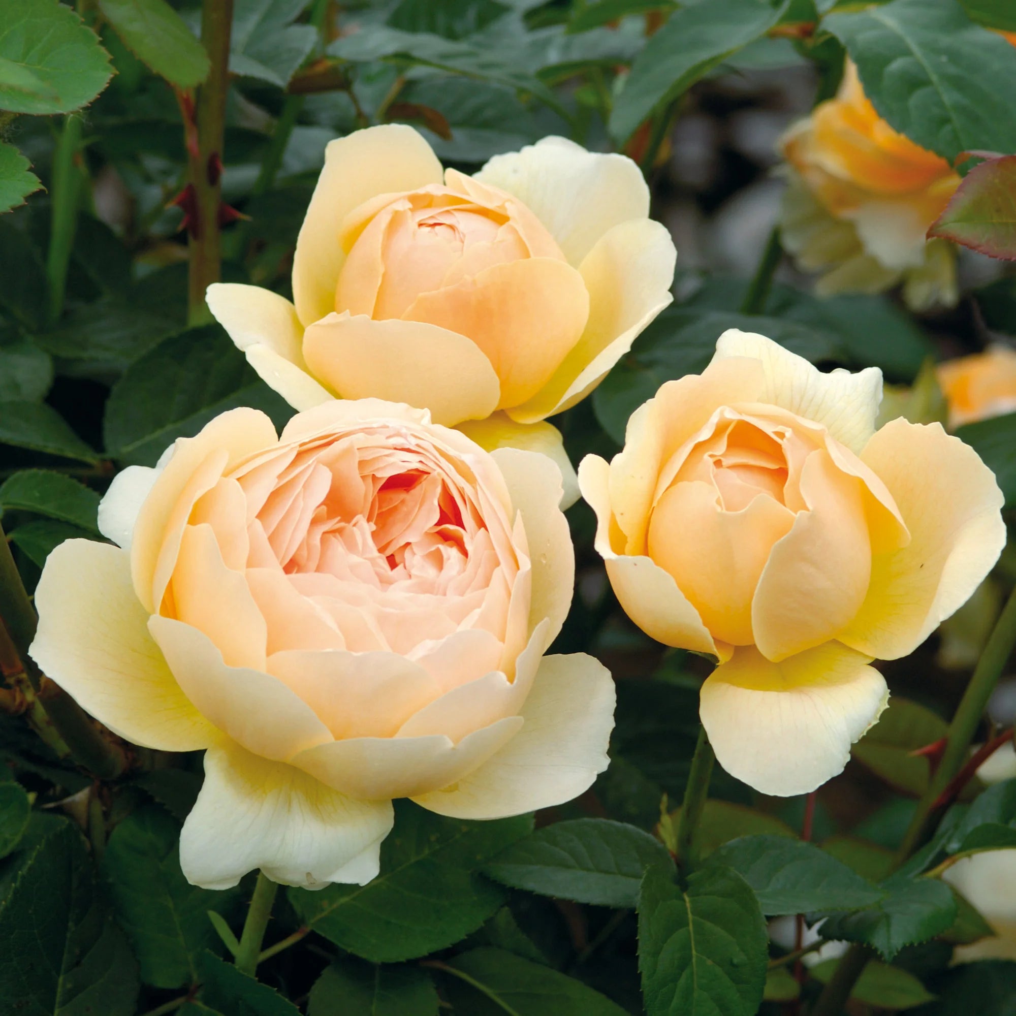 Rosa 'Jude The Obscure' (English Shrub Rose)
