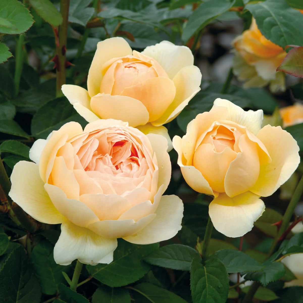 Rosa 'Jude The Obscure' (English Shrub Rose)