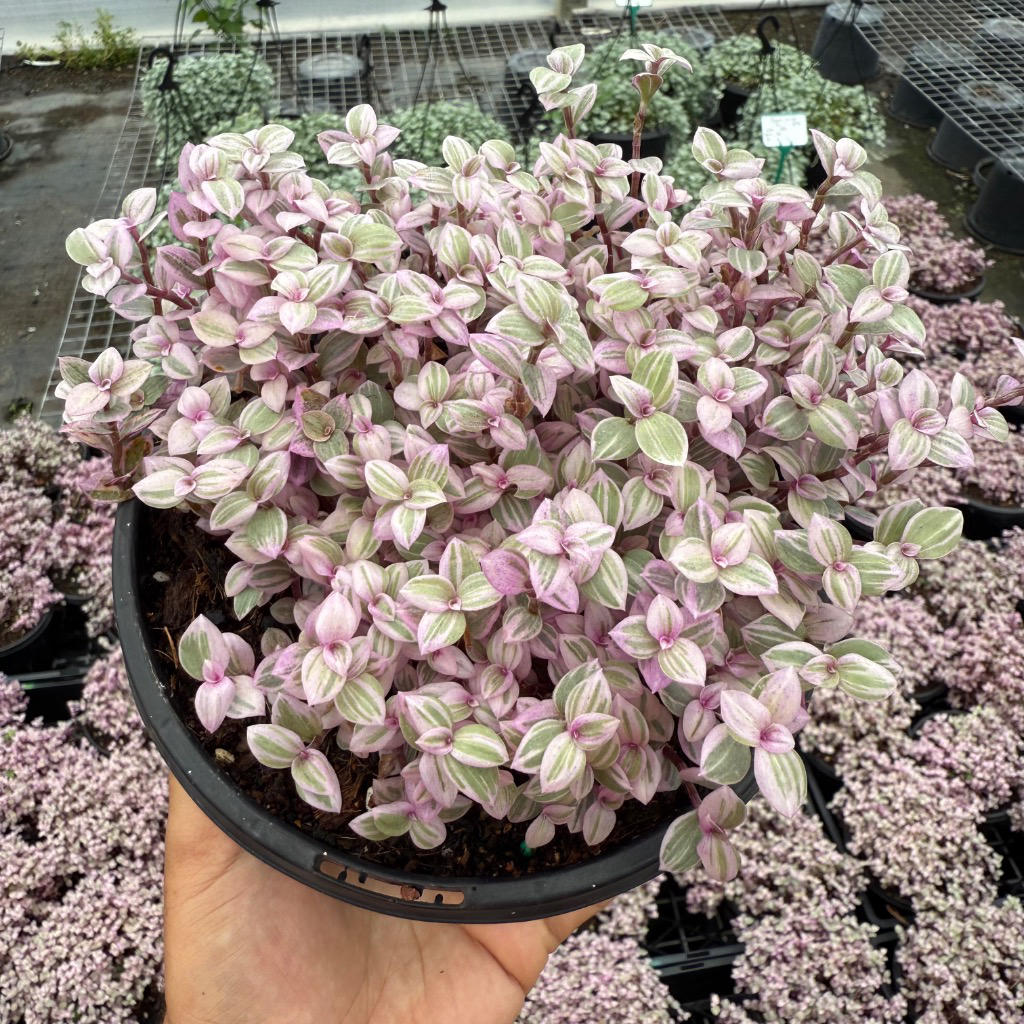 Callisia repens ‘Pink Panther’ (Pink Panther Plant)