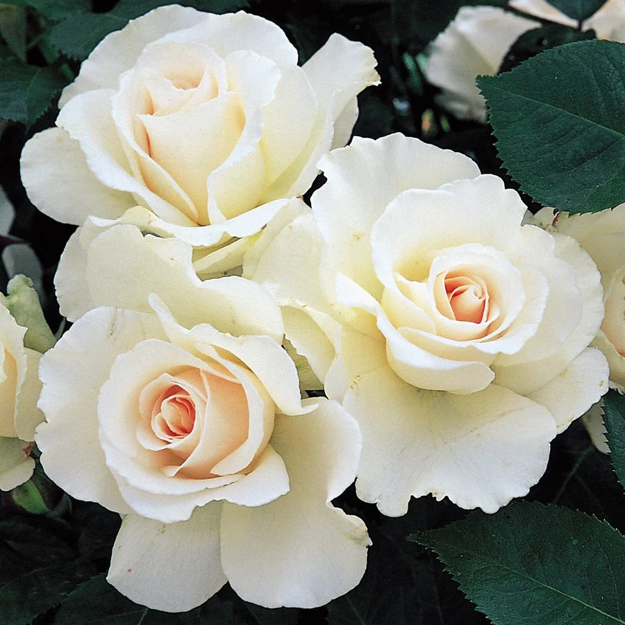 Rosa ‘Margaret Merrill’ (Margaret Merrill Rose)