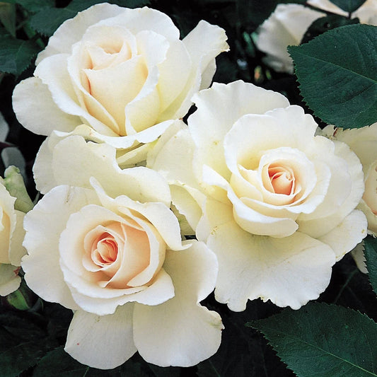 Rosa ‘Margaret Merrill’ (Margaret Merrill Rose)