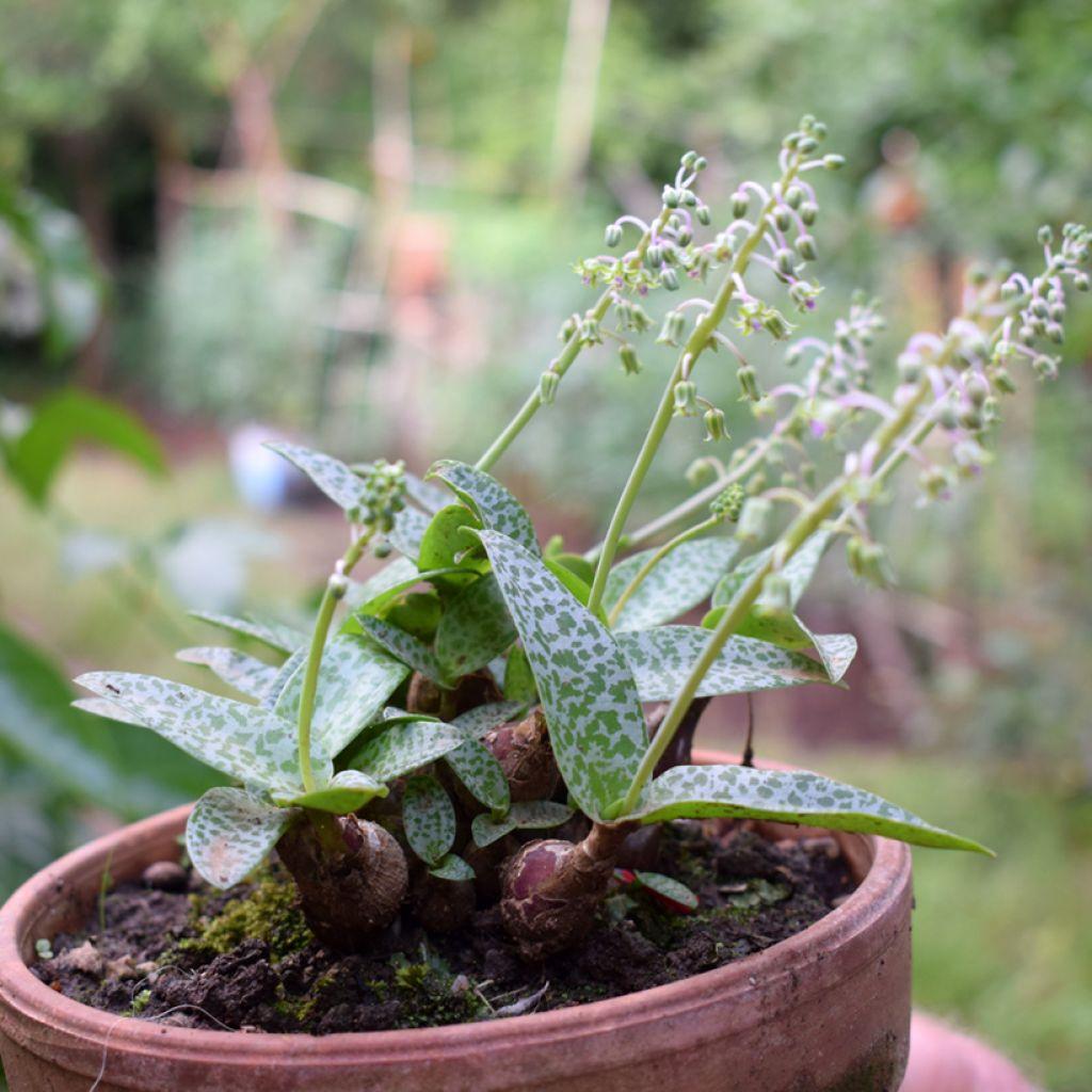 Ledebouria Socialis (Silver Squill)