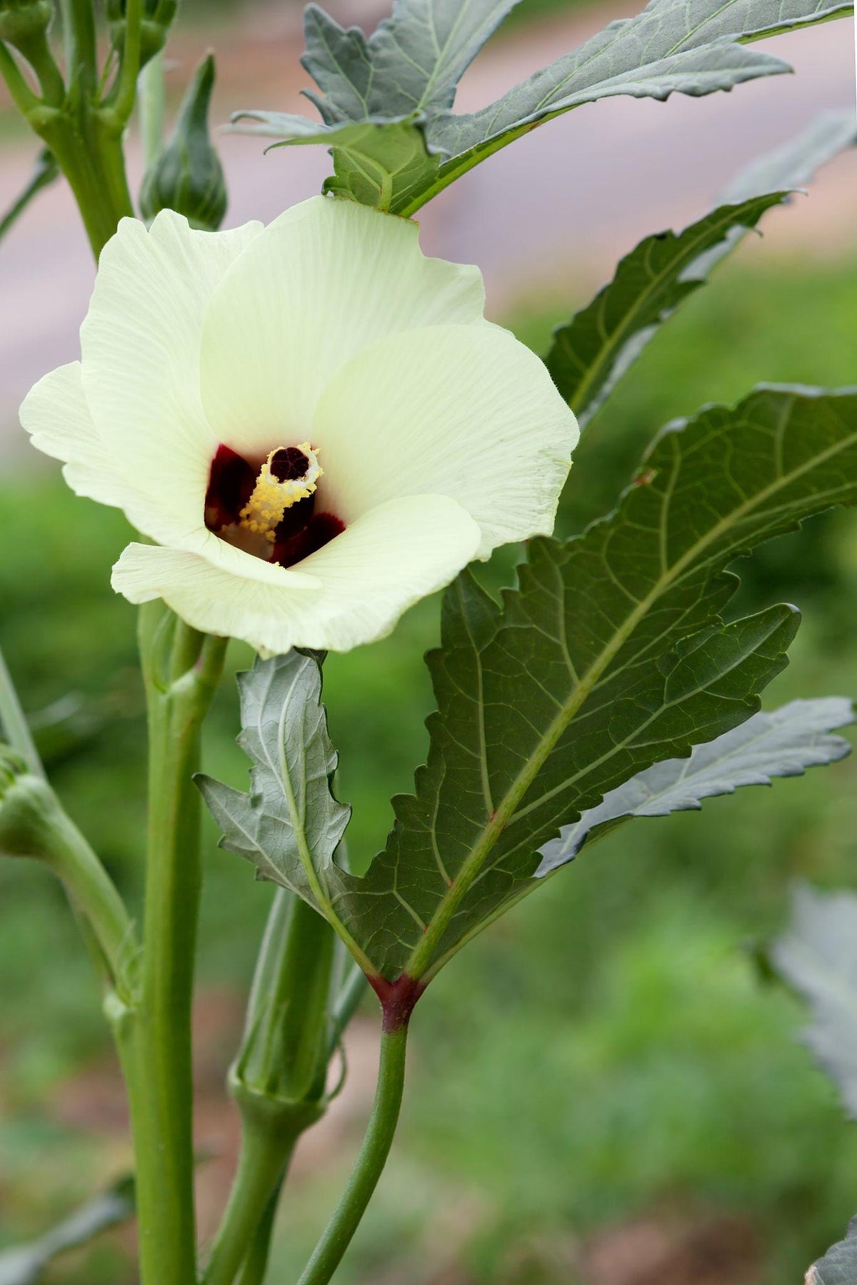 Abelmoschus Esculentus (Okra)