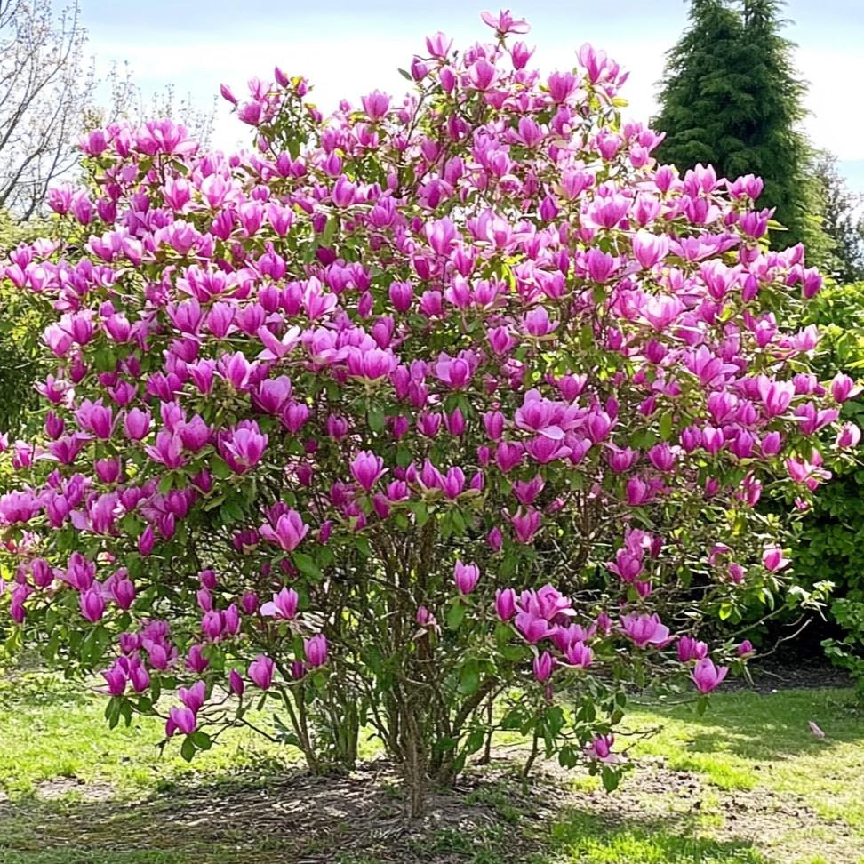Magnolia ‘Susan’ (Susan Magnolia)