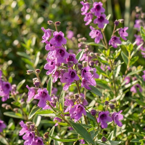Prostanthera ovalifolia ‘Compacta’ (Compact Mint Bush)