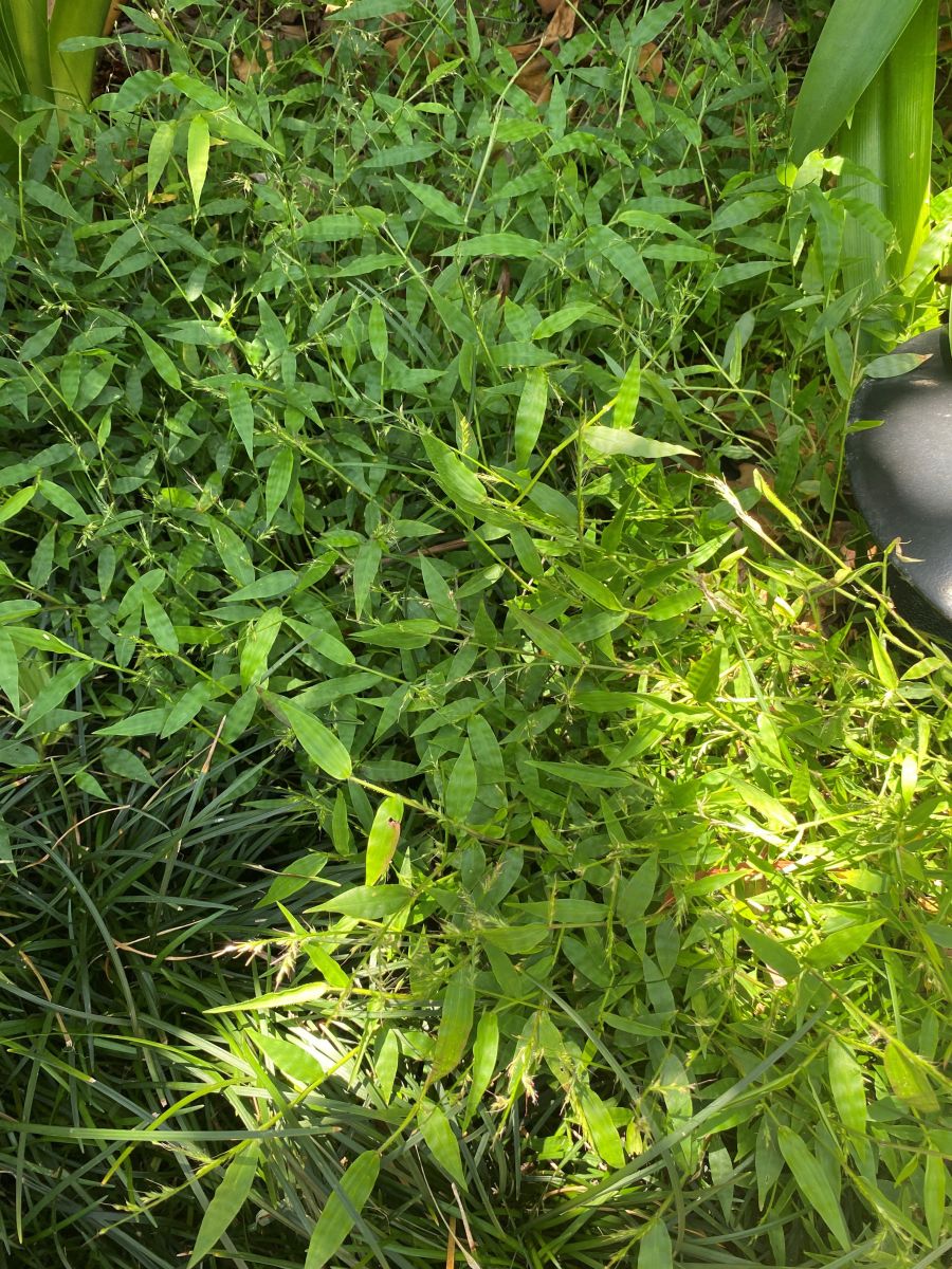 Oplismenus aemulus (Basket Grass)