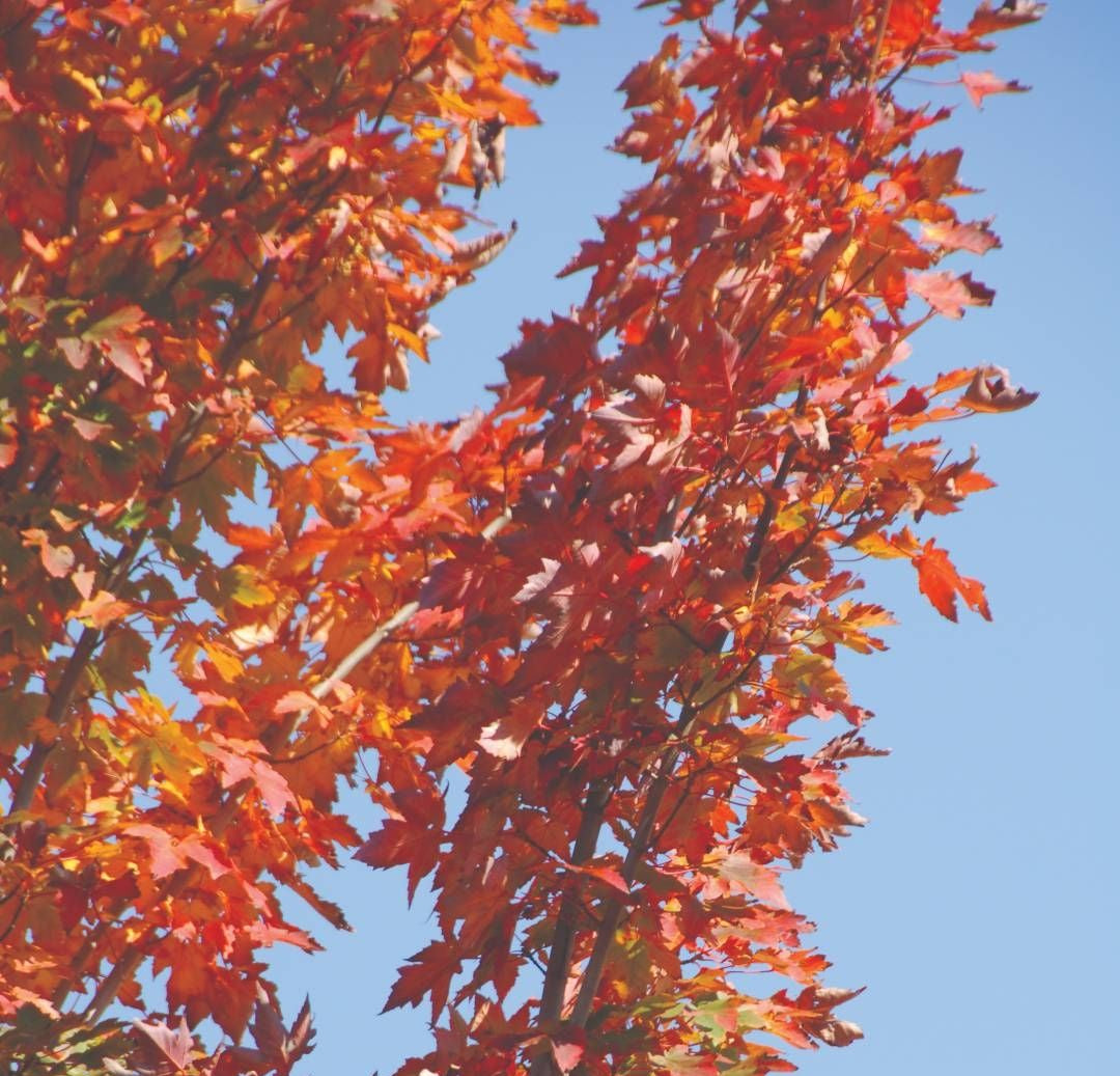 Acer x freemanii (Scarsen) Scarlet Sentinel™ (Scarlet Sentinel Maple)