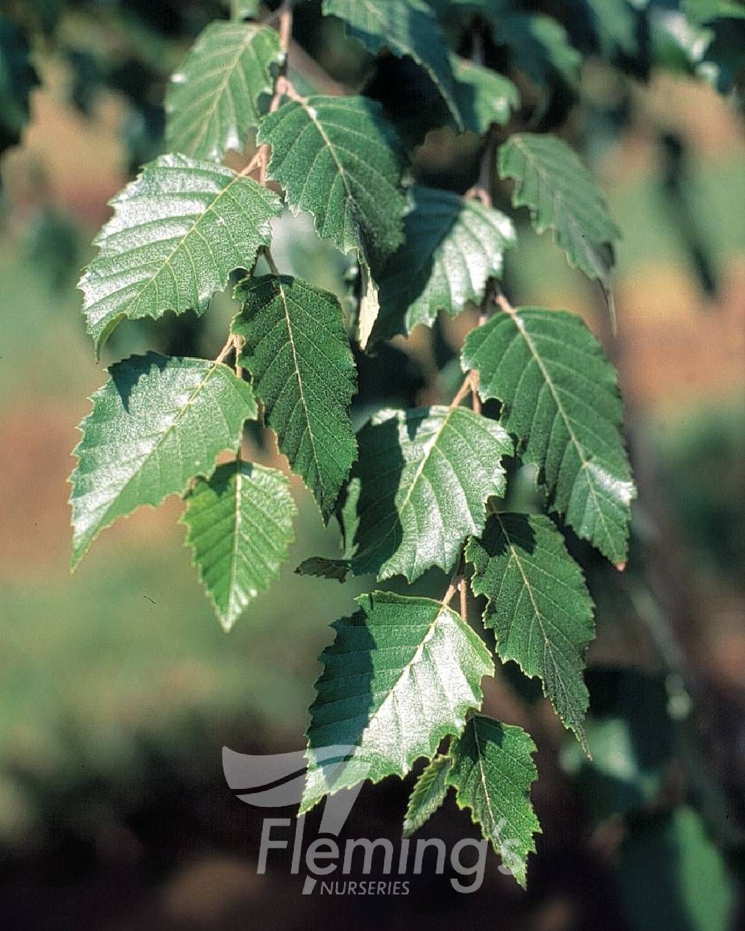 Betula nigra ‘Dura Heat’