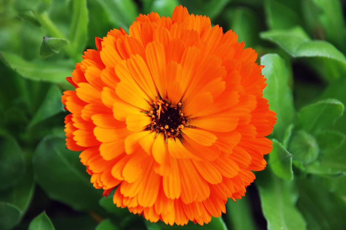 Calendula Officinalis (Pot Marigold)