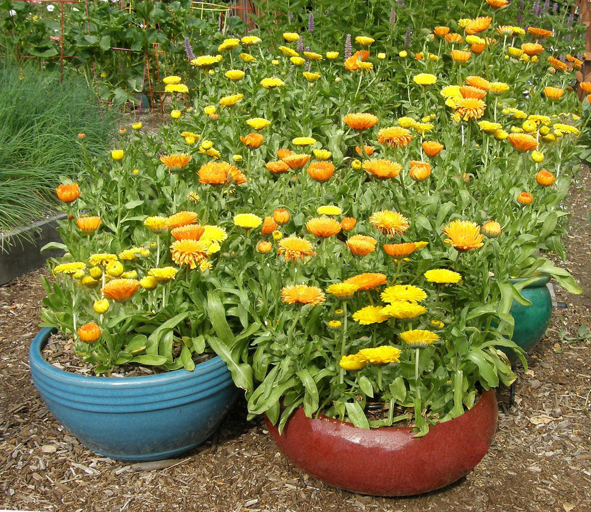 Calendula Officinalis (Pot Marigold)