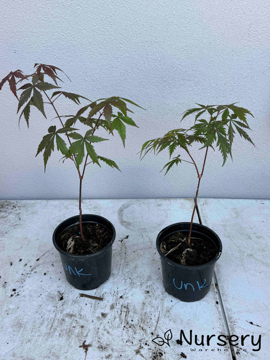 Acer Palmatum 'Unknown Japanese Maple Seedling'