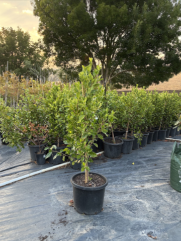 Ficus Microcarpa Flash - Straight