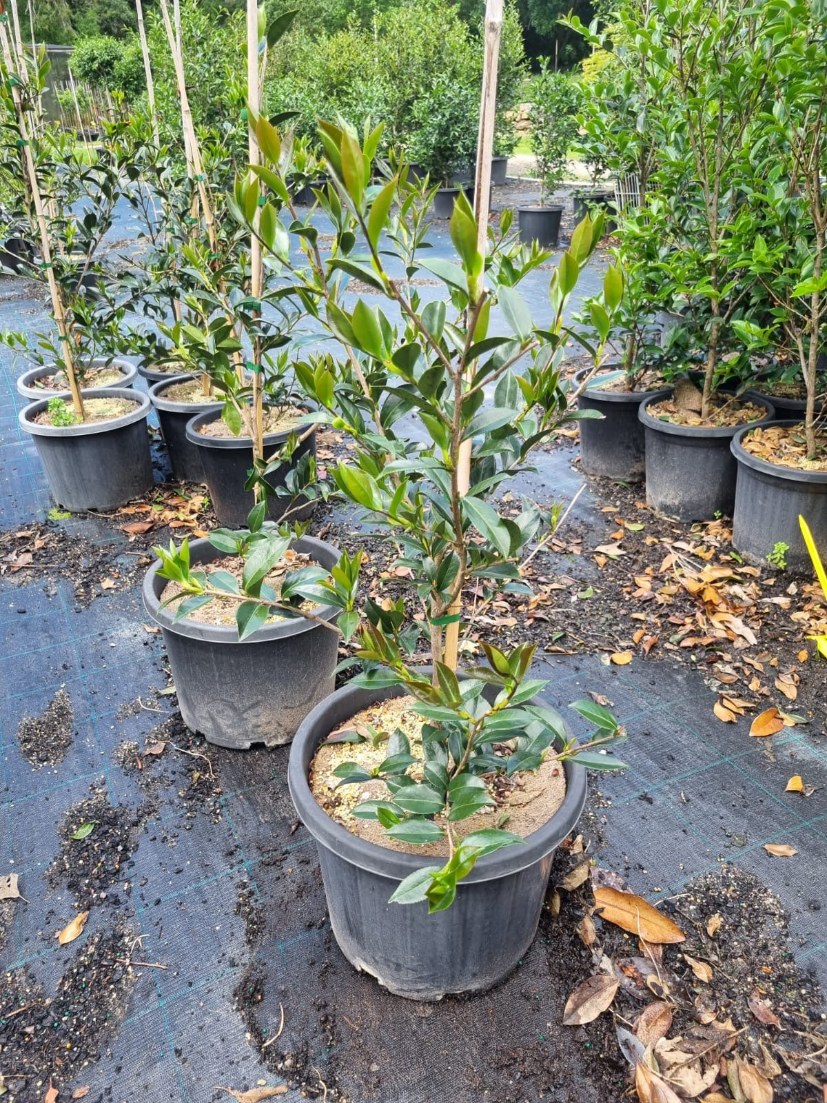 Camellia Sasanqua 'Early Pearly'
