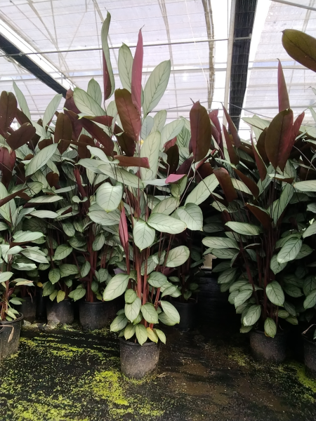 Ctenanthe Setosa (Grey Star)