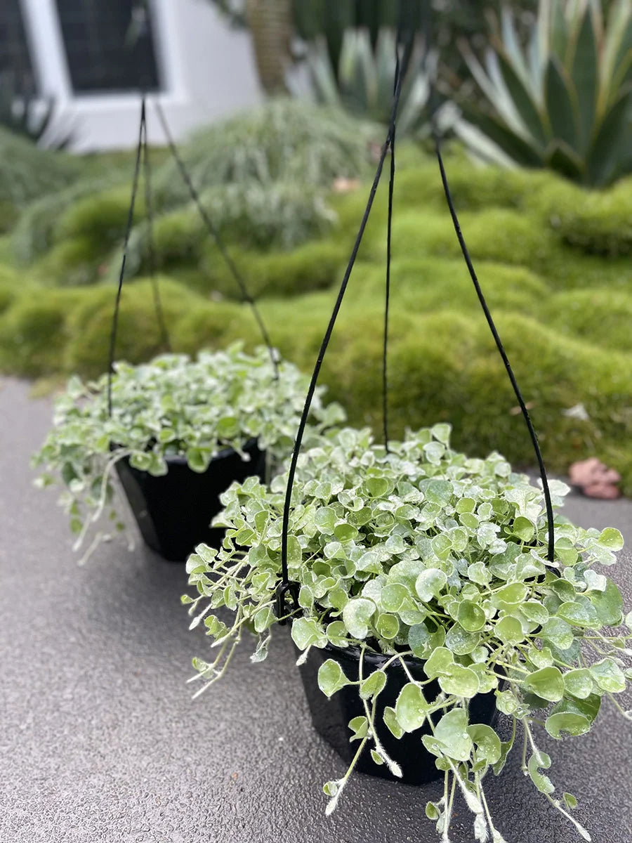 Dichondra Argentea (Silver Falls)