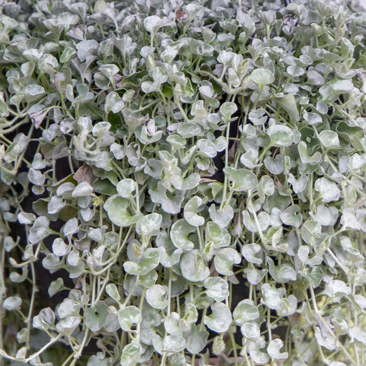 Dichondra Argentea ‘Silver Surfer’ (Silver Surfer Dichondra)