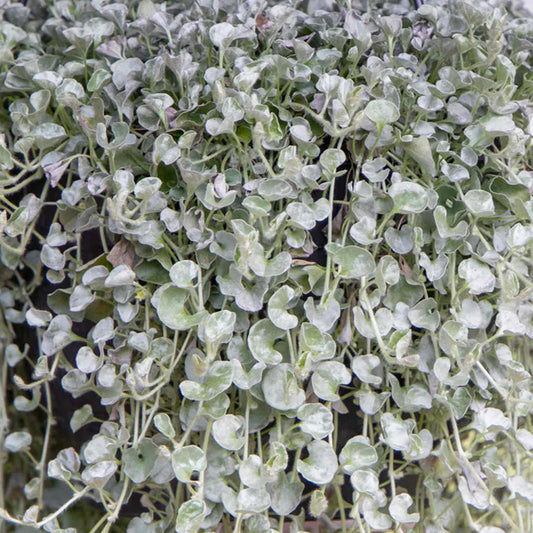 Dichondra Argentea ‘Silver Surfer’ (Silver Surfer Dichondra)