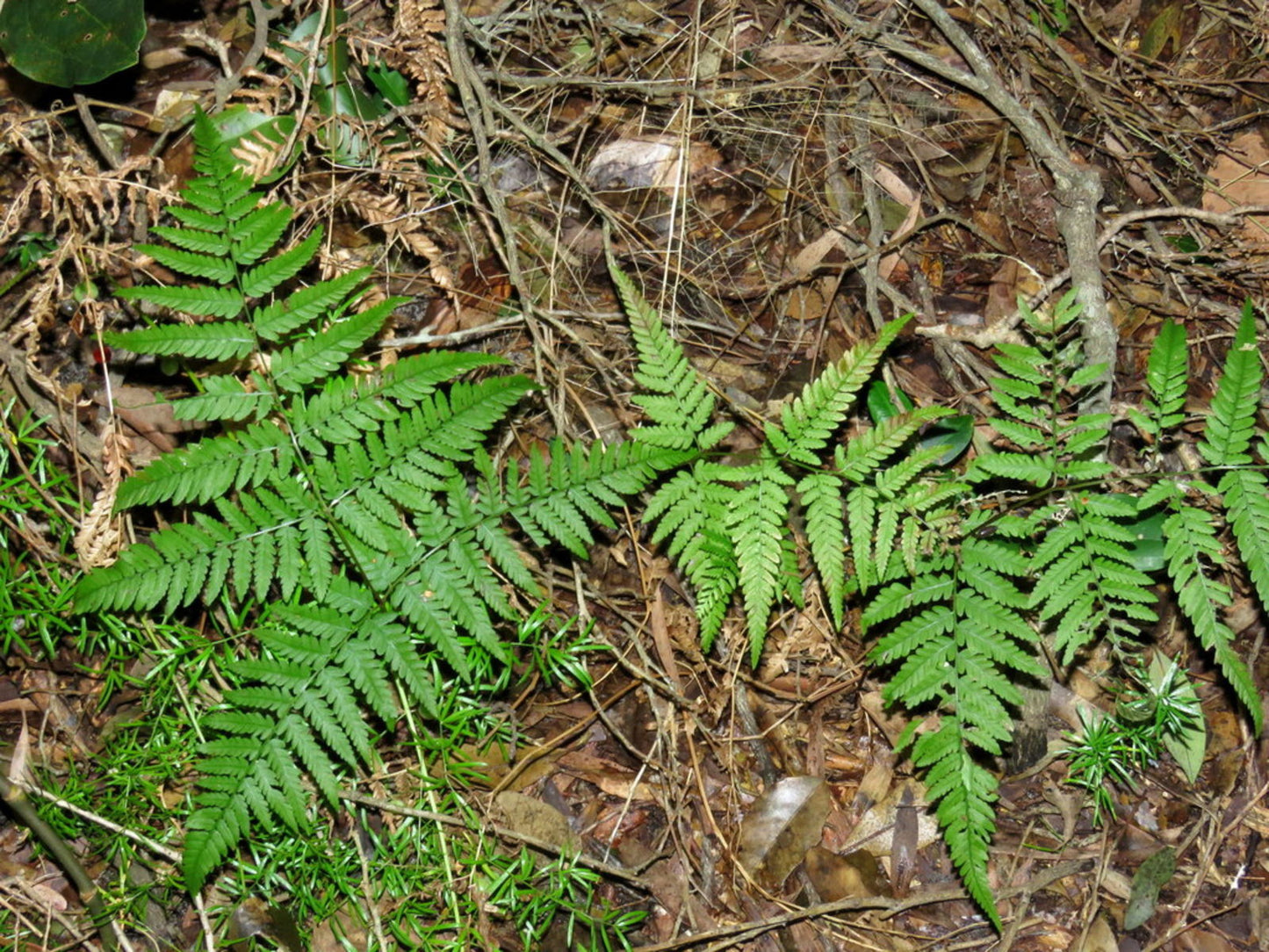 Hypolepis muelleri (Harsh Ground Fern)